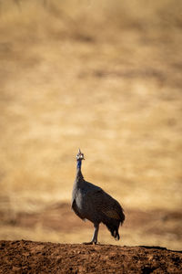 Helmeted guineafowl on earth bank turning head