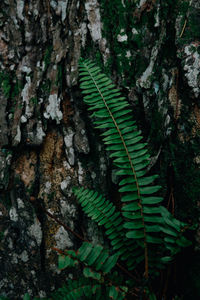 Close-up of fern in forest