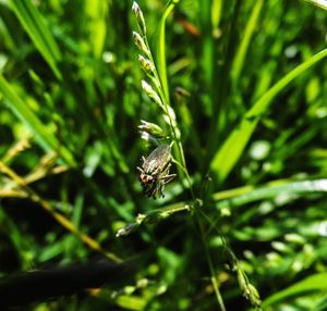 Close-up of insect