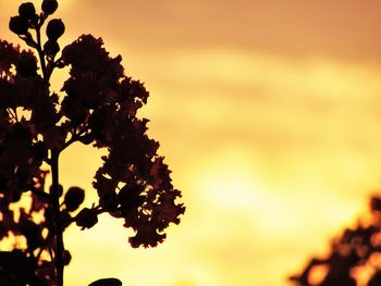 Low angle view of silhouette tree against sky during sunset
