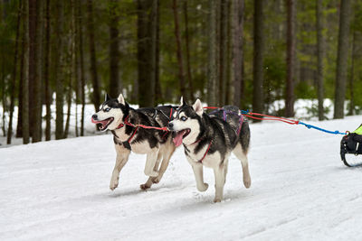 Dogs running on snow covered land