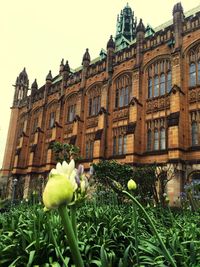 View of plants against the sky