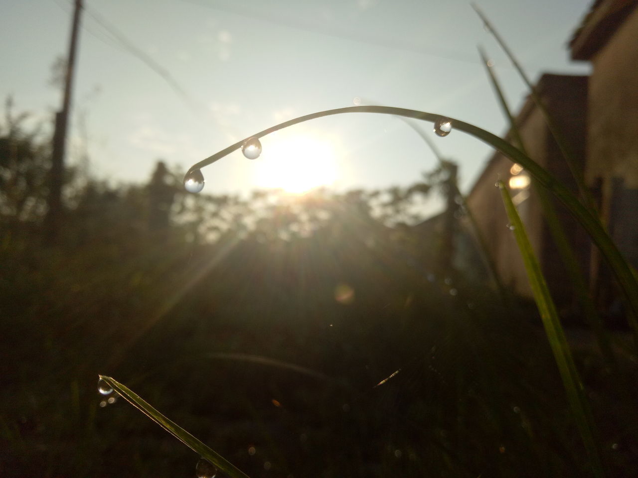 CLOSE-UP OF RAIN DROPS ON GRASS