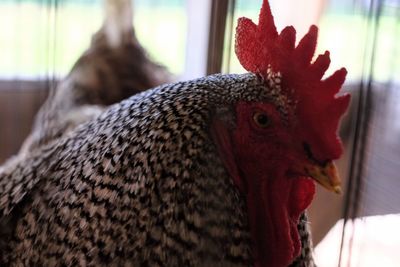 Close-up of a bird