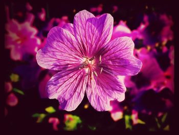 Close-up of pink flower