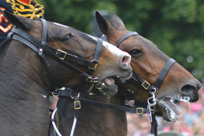 Close-up of horses on parade
