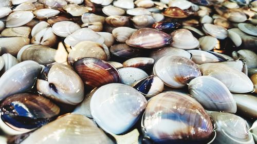 Full frame shot of seashells