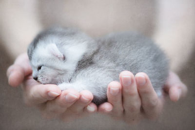 Close-up of kitten sleeping