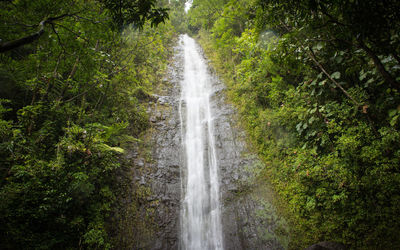 Scenic view of waterfall in forest