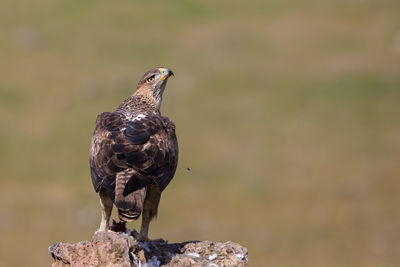 Close-up of owl perching on rock