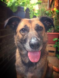 Close-up portrait of a dog