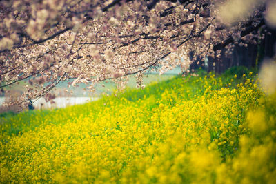 Close-up of flowers blooming in field