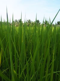 Close-up of crops growing on field against sky