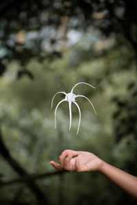 Close-up of cropped hand by white flower