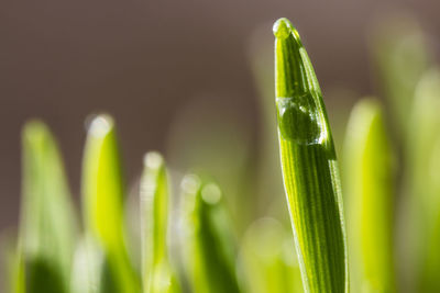 Close-up of water drops on grass