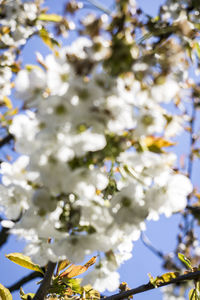 Low angle view of white flowers on tree