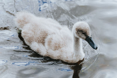 Full length of a cygnet swan swimming on lake