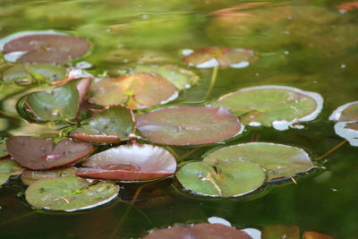Close-up of lotus water lily in pond