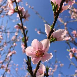 Close-up of cherry blossoms in spring