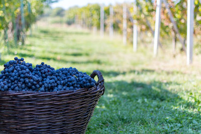 Grapes in basket on field