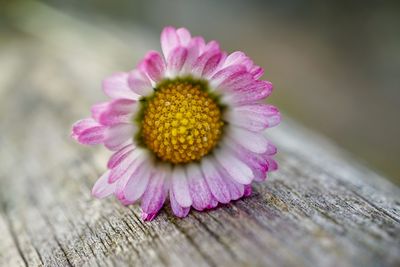 Close-up of pink flower