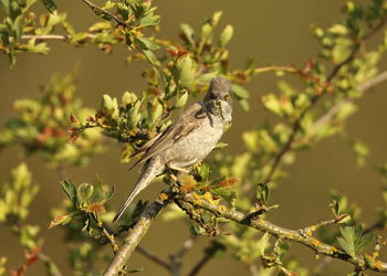 Close-up of bird perching on tree