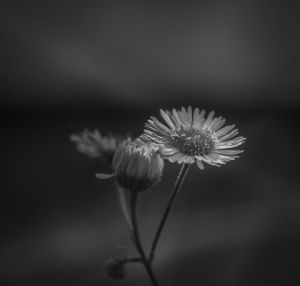 Close-up of dandelion flower against blurred background