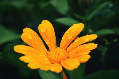 Close-up of orange flower against blurred background