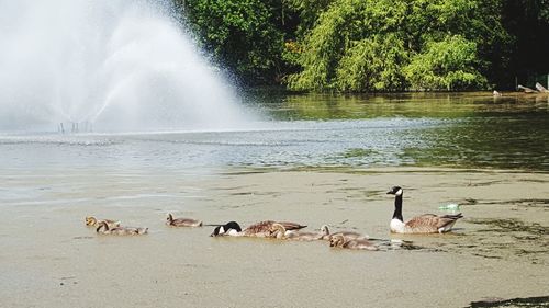 Birds in a lake