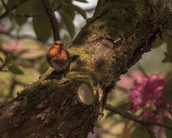 Close-up of bird perching on tree
