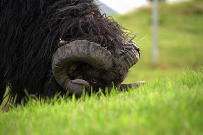 View of an animal on grass