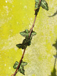 Close-up of leaf hanging outdoors