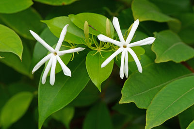 Close-up of white flowering plant