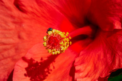 Close-up of red flower