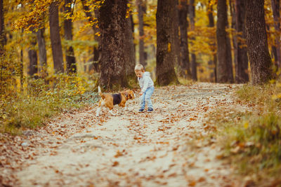 View of dog in forest