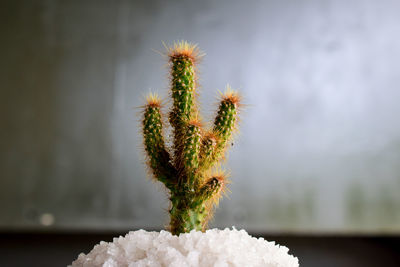 Close-up of cactus plant