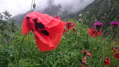 Close-up of red poppy flowers blooming on field