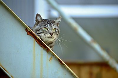 Close-up portrait of cat