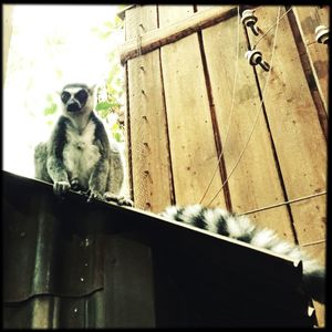 Low angle view of cat