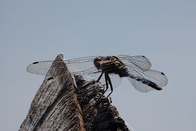 Low angle view of insect against clear sky