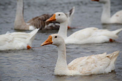 Close-up of swan swimming on lake