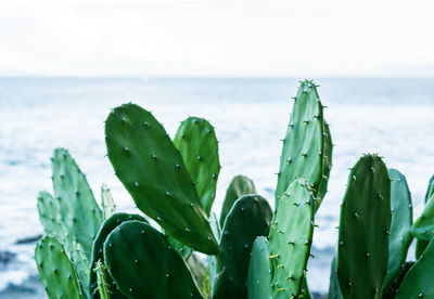 Close-up of water drops on plant against sky