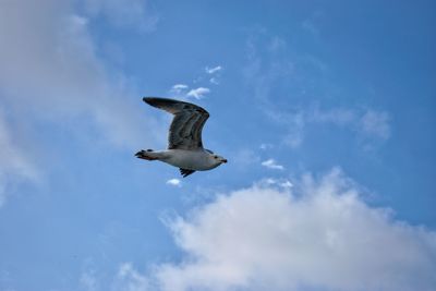 Low angle view of seagull flying in sky