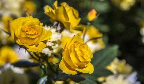 Close-up of yellow flowering plant