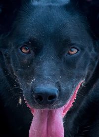 Close-up portrait of black dog