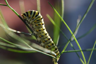 Close-up of swallowtail caterpillar on dill is plant