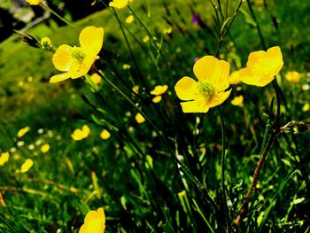 Close-up of yellow flower