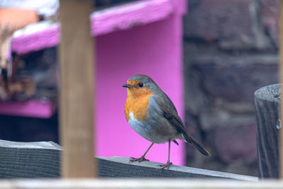 Close-up of bird perching on metal railing