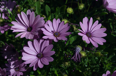 Close-up of purple flowers blooming outdoors