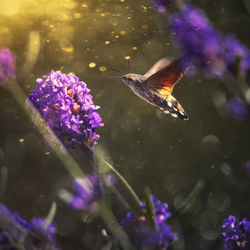 Humming bird insect flying in lavender flowers